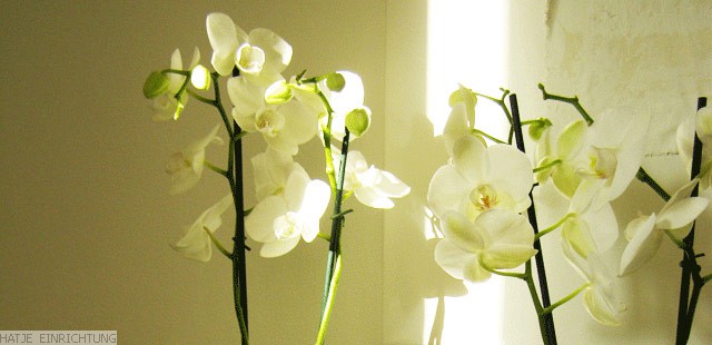 orchideen